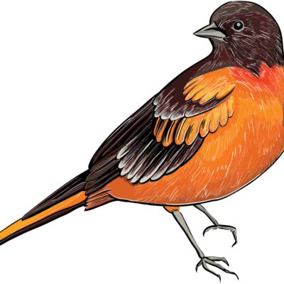 birds 3 Thumbnail
