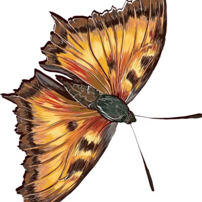 butterfly 7 Thumbnail