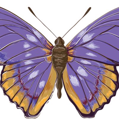 butterfly 2 Thumbnail