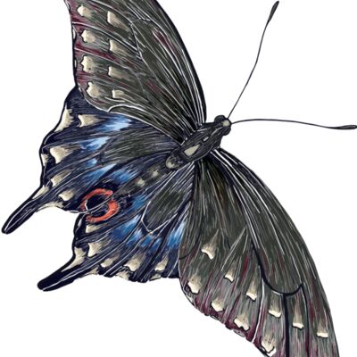 butterfly 12 Thumbnail