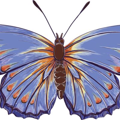 butterfly 3 Thumbnail