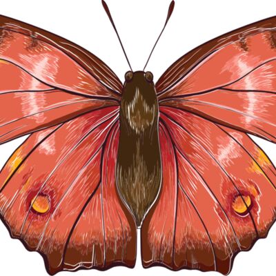 butterfly 1 Thumbnail