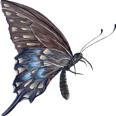 butterfly 10 Thumbnail