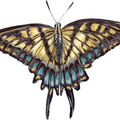 butterfly 9 Thumbnail