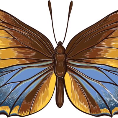 butterfly 4 Thumbnail