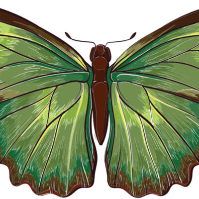 butterfly 6 Thumbnail